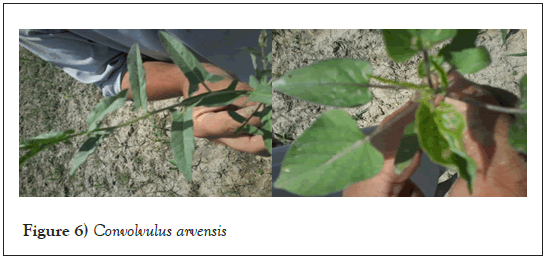 Convolvulus