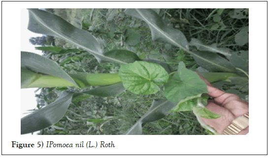 IPomoea