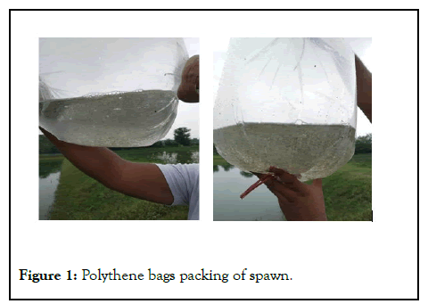 Fisheries-Aquaculture-packing