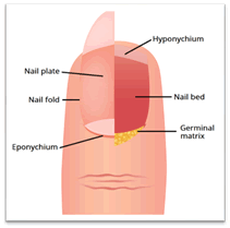 Journal-Developing-Drugs-Anatomy