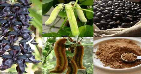 Journal-Drug-Alcohol-Research-Mucuna