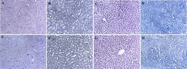 Journal-Nutrition-Food-Sciences-Histopathological