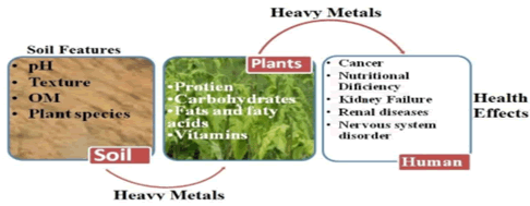 Journal-Nutrition-Food-Sciences-diagrammatic