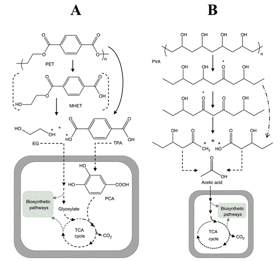 Journal-Probiotics-Health-Proposed