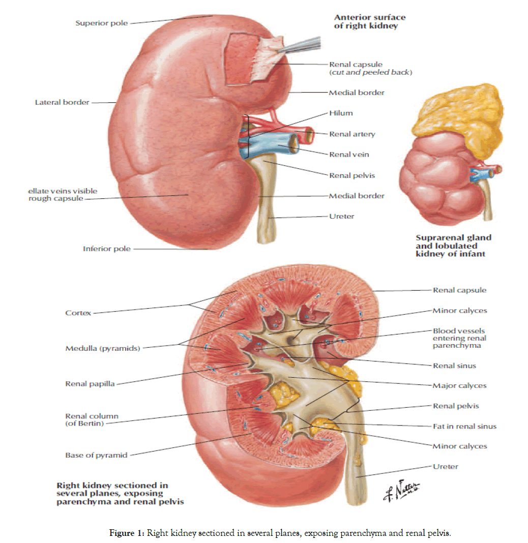 Kidney-Right-planes