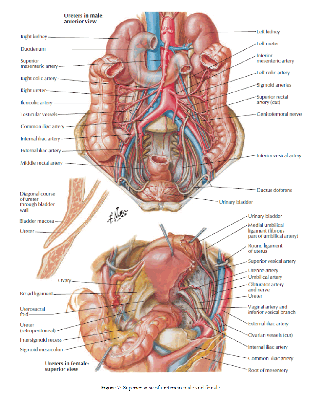 Kidney-male-female