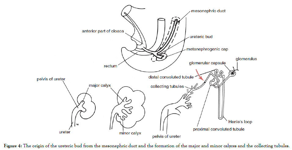 Kidney-mesonephros-duct