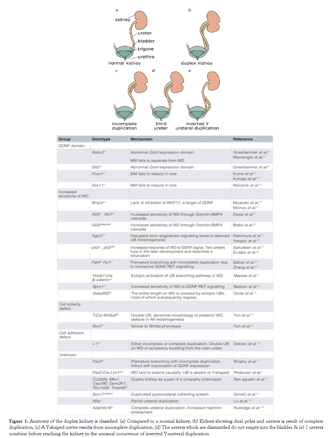 Kidney-normal-dual