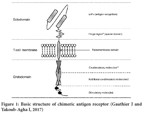 chimeric