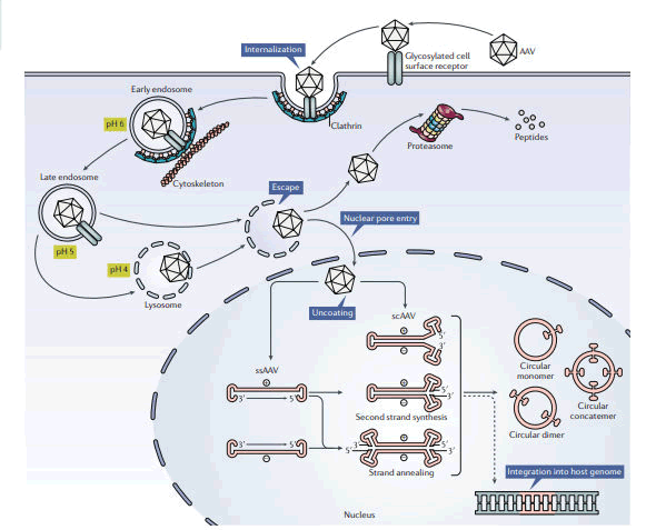 advancements-genetic-engineering