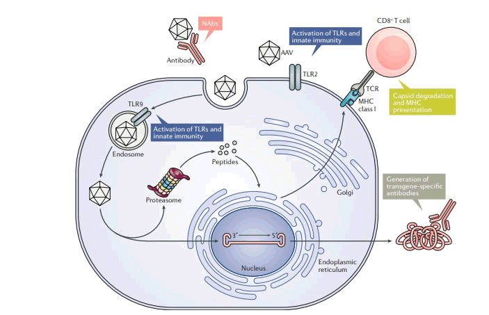 advancements-genetic-engineering