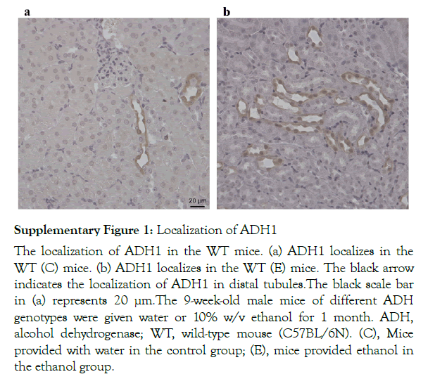 alcoholism-drug-dependence-mice