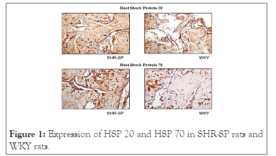 andrology-HSP