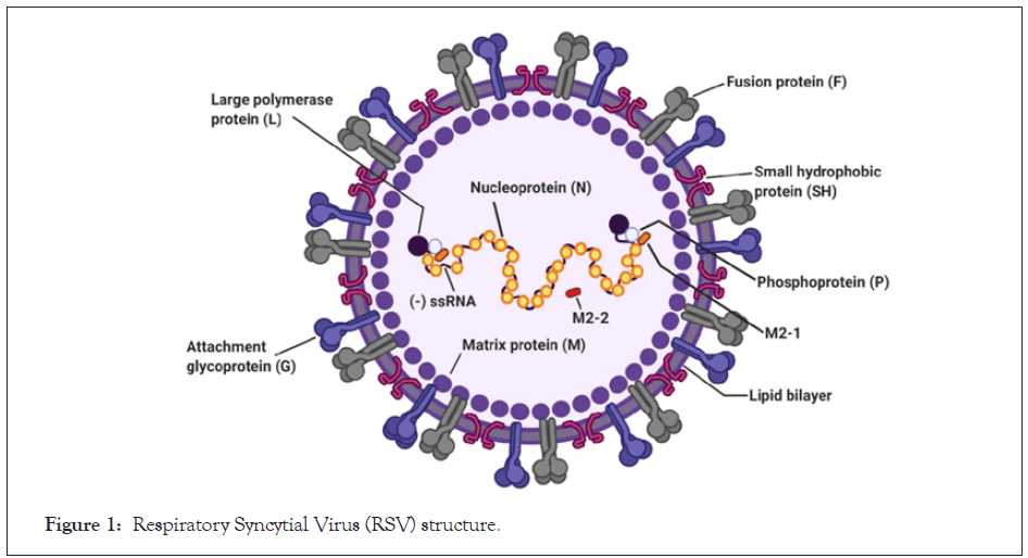 antivirals-antiretrovirals-Syncytial