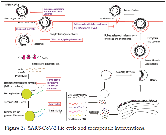 antivirals-antiretrovirals-cycle