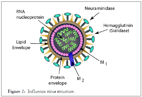antivirals-antiretrovirals-virus