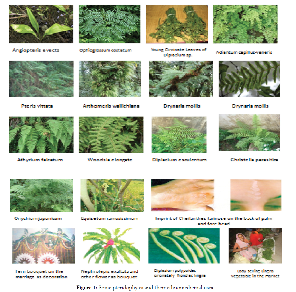 applied-pharmacy-pteridophytes