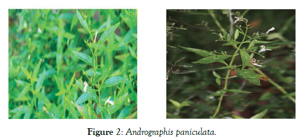 aromatic-plants-andrographis-paniculata