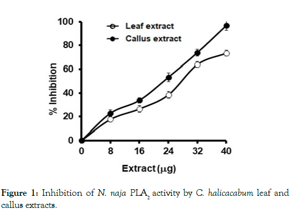 aromatic-plants-callus-extracts