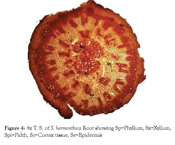 aromatic-plants-cortex-tissue