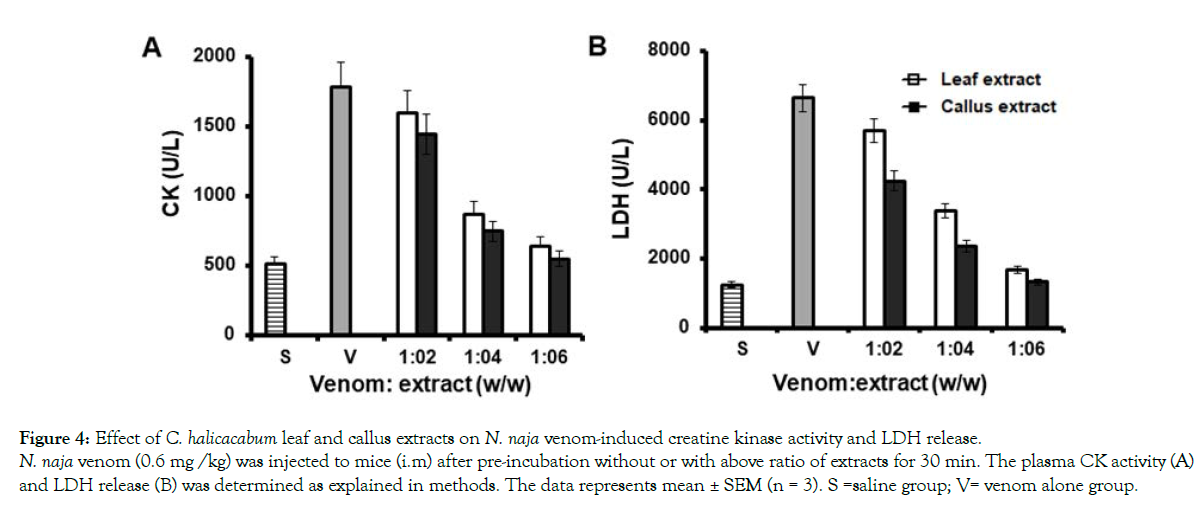 aromatic-plants-creatine-kinase-activity