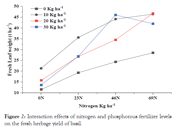 aromatic-plants-interaction-effects