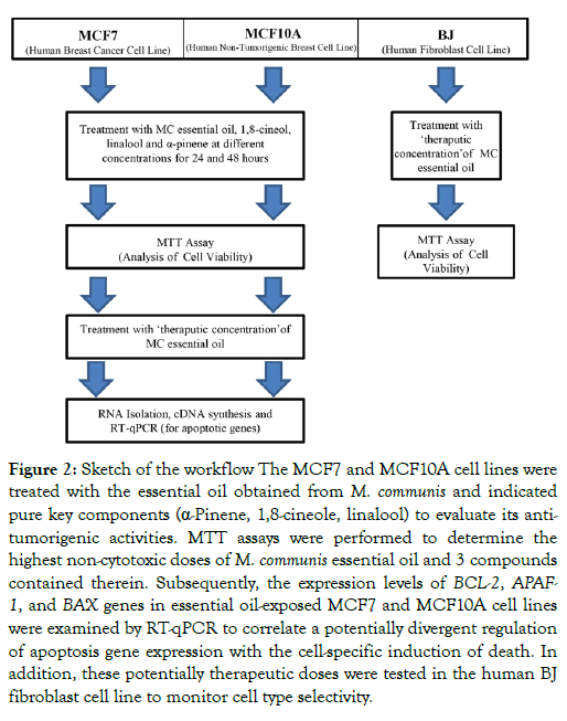 aromatic-plants-key-components