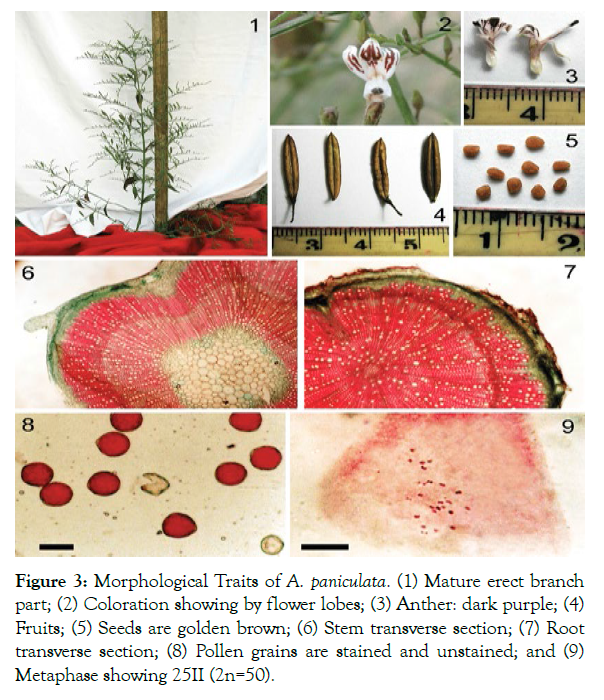 aromatic-plants-morphological-traits
