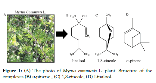 aromatic-plants-myrtus-communis