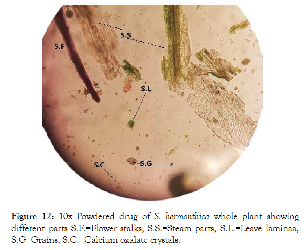 aromatic-plants-oxalate-crystals