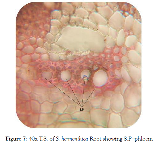 aromatic-plants-phloem