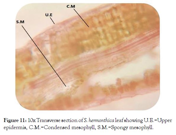 aromatic-plants-spongy-mesophyll