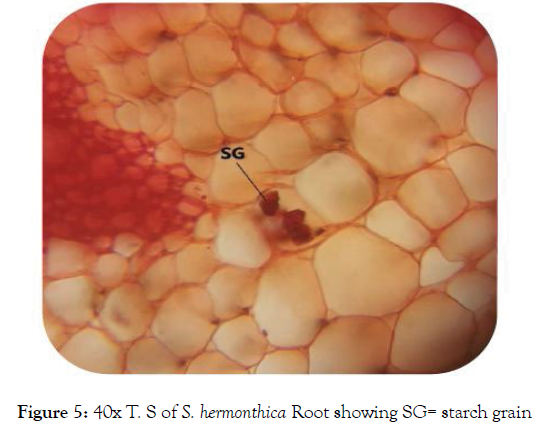 aromatic-plants-starch-grain