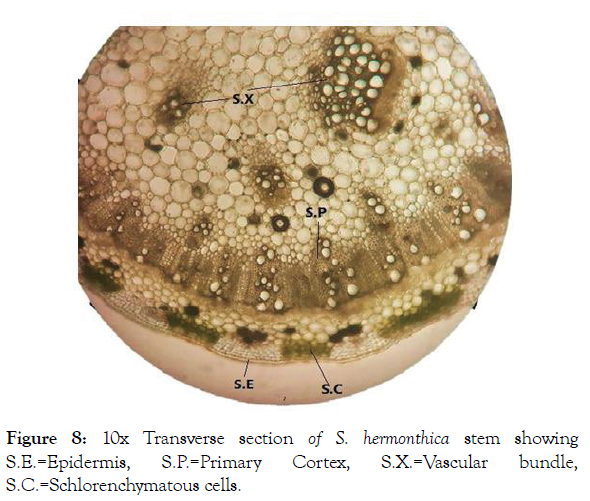 aromatic-plants-transverse-section