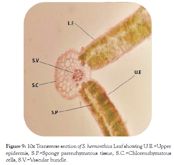 aromatic-plants-vascular-bundle