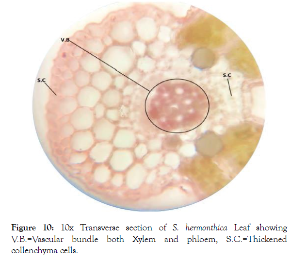 aromatic-plants-xylem-phloem