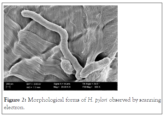 biologics-immunology-morphological