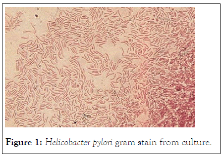 biologics-immunology-pylori