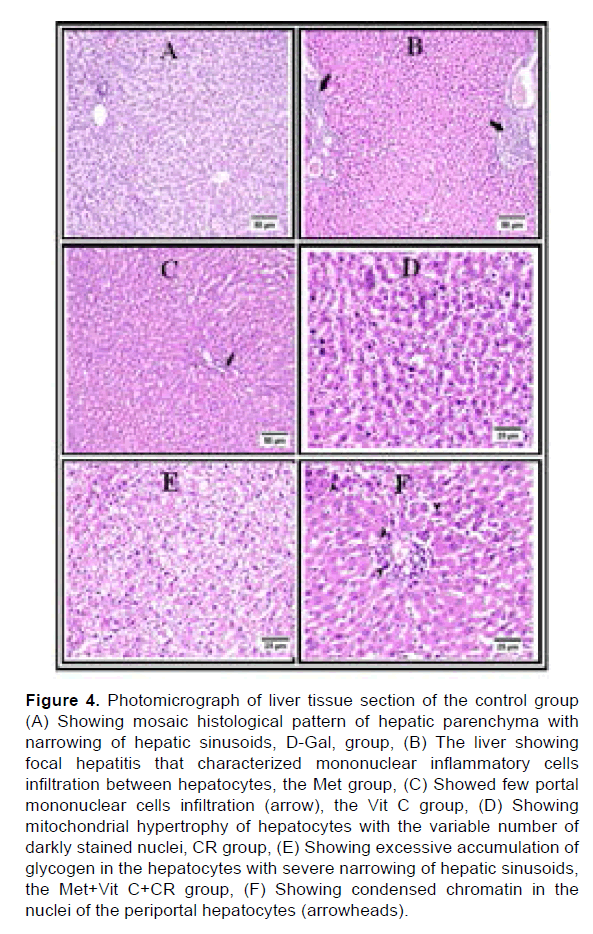 biology-todays-hepatic