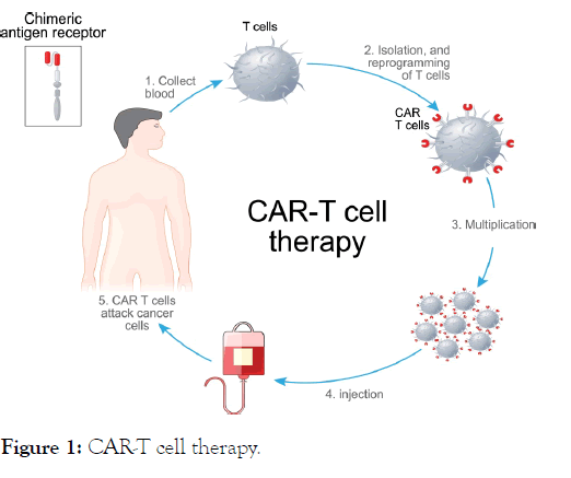 cell-science-CAR-T