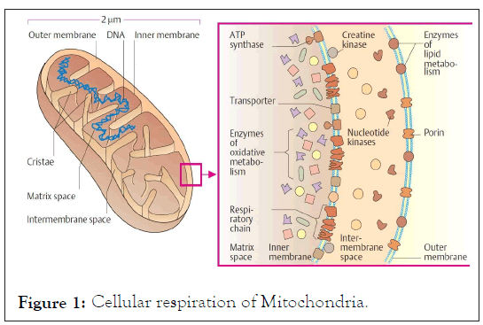 cell-science-Mitochondria