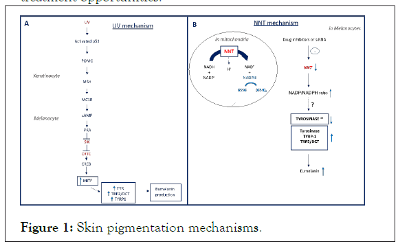 cell-science-Skin