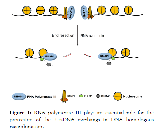 homologous