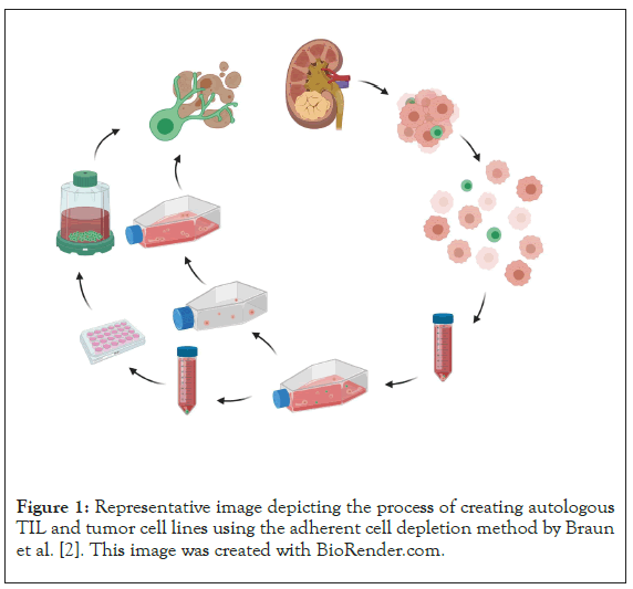 clinical-adherent-cellular