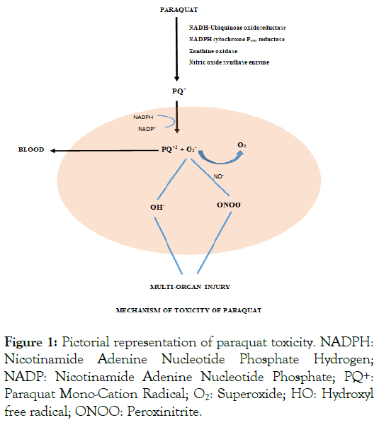 Nicotinamide