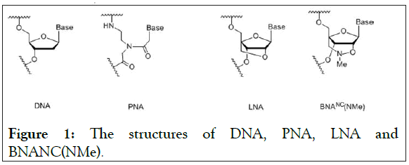 DNA