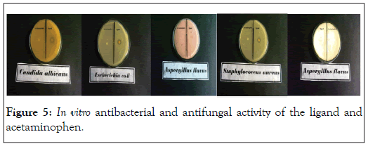 drug-designing-antifungal