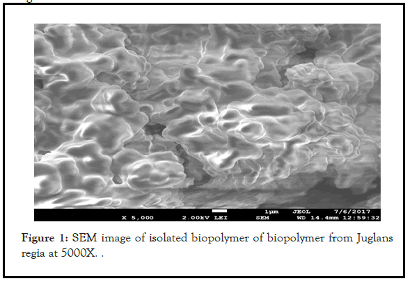 drug-metabolism-biopolymer