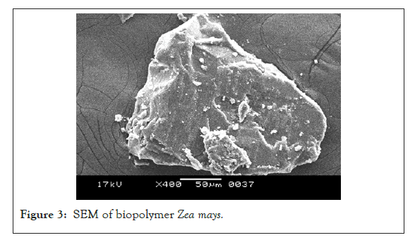 drug-metabolism-sem