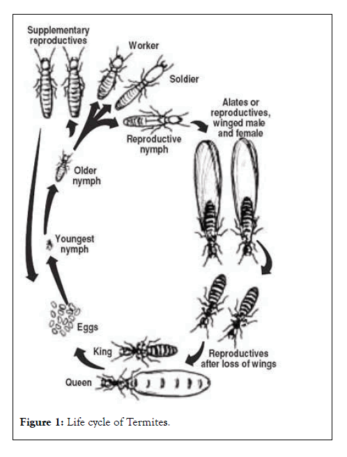 Termites